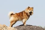 CHIEN FINNOIS DE LAPONIE 124